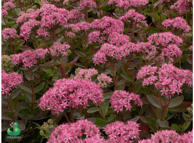 Sedum telephium   'Munstead Red'